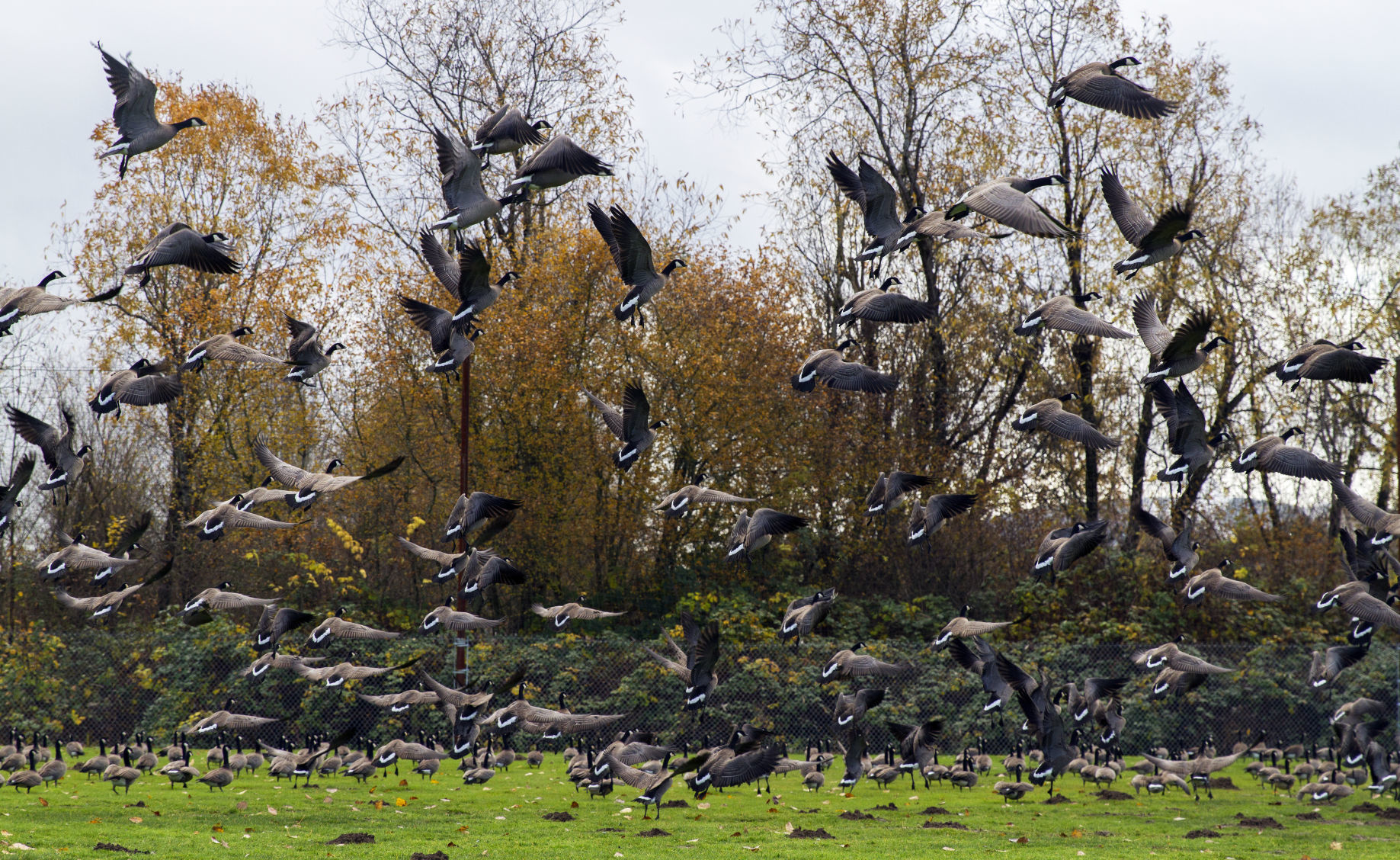 Taking flight